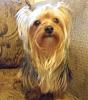 Post pictures of your Yorkie as a baby and then as an adult!-huckleberry-feb9-09-.jpg