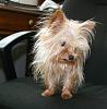 update on Keylee, very tiny yorkie-keylee_036.jpg