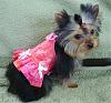 update on Keylee, very tiny yorkie-penny.jpg