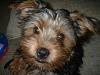 Post pictures of your Yorkie as a baby and then as an adult!-031.jpg