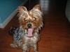 Post pictures of your Yorkie as a baby and then as an adult!-012.jpg
