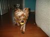 Post pictures of your Yorkie as a baby and then as an adult!-009.jpg