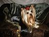 Post pictures of your Yorkie as a baby and then as an adult!-ruby-pics-3156.jpg