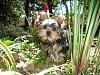 Post pictures of your Yorkie as a baby and then as an adult!-120183557222672.jpg
