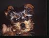 Post pictures of your Yorkie as a baby and then as an adult!-bella.jpg