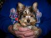 Post pictures of your Yorkie as a baby and then as an adult!-baby-luigi.jpg