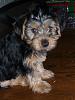 Post pictures of your Yorkie as a baby and then as an adult!-p1030858.jpg