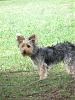 Post pictures of your Yorkie as a baby and then as an adult!-img_1027.jpg