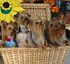 yorkies in a basket-basket-1.jpg