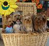 yorkies in a basket-basket-4.jpg