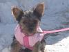 Post pictures of your Yorkie as a baby and then as an adult!-a650710941_1891135_2388.jpg
