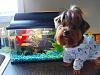 LillyBunny and Lilly With Our New Fishies!!!-fishiesyt.jpg