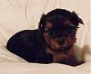 Lolly at 4 Weeks-lolly-4-wks-resize.jpg