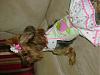 Mia in her new Go Fetch dress!-dsc00530.jpg