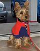 Post pictures of your Yorkie as a baby and then as an adult!-bellesmall2.jpg