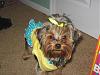Post pictures of your Yorkie as a baby and then as an adult!-juice.jpg