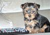 Post pictures of your Yorkie as a baby and then as an adult!-abigail1.jpg