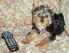 Post pictures of your Yorkie as a baby and then as an adult!-abbie13wks1.jpg