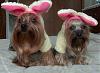 Two little bunnies with ears so funny!-bunnies1.jpg