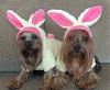 Two little bunnies with ears so funny!-bunnies.jpg