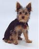 My little Scamp--new pics!-scamp-20professional-2009.jpg