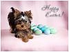 Some Easter images of the furbabies-kissy_easter09.jpg