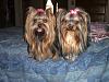 Cali and Roxie went to the groomers-april1109groom-023-600-x-450-.jpg