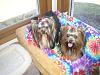 Cali and Roxie went to the groomers-april1109groom-033-600-x-450-.jpg