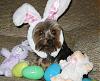 Here comes Snoopy Cottontail...-snoopy-bunny.jpg