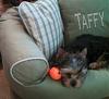 Finally, here's Taffy!-taffy-first-week-us-028.jpg