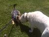 Jackson playing with a bulldog!-img01068.jpg