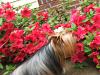 ~ Take time to smell the flowers ~-bonnie-azaleas.jpg