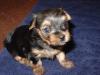 My 1st Litter*  Oh SO SWEET!-.jpg