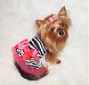 Lacy Is Ready For Spring In Her Sassy New Duds-zebra-lacy.jpg