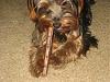 Maddy's 1st Bully Stick-picture-025.jpg