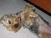 Yorkies Sleeping!-img_1339.jpg