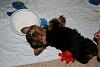 Yorkies Sleeping!-leo6.jpg