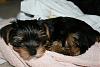 Yorkies Sleeping!-leo17.jpg