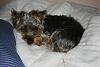 Yorkies Sleeping!-2761970520_636016669a.jpg