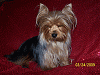 Yorkies Sleeping!-211.gif