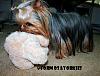**Didi playing with his Doggie Toy :) ***-snewdidiplaytoy6.jpg