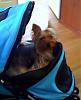 My Baby LOVES her stroller and she is SAFE!!!-stroller-2.jpg