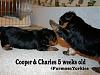 New pics of my 5 weeks old puppies*Charles and Cooper-s5wkcharlesandcooperplay.jpg