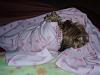 Yorkies Sleeping!-photo002-2-.jpg
