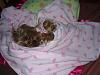Yorkies Sleeping!-photo001-2-.jpg