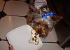 Zoey's 1st Birthday-zoeycake.jpg