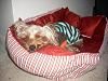 Yorkies Sleeping!-003.jpg