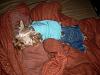 Yorkies Sleeping!-014.jpg