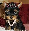 I am getting an other Yorkie!-lilly.jpg