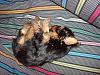 Yorkies Sleeping!-zozosleep.jpg